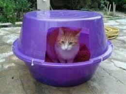 Kedi Evi Yapimlari Kedi Evi Kedi Hayvan Barinagi