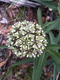 Green Milkweed Ascelpias Viridis Your Flowering Umbel Is Likely A Milkweed Native In Texas Known As Green Milkweed Noted F Wildlife Gardening Umbel Milkweed