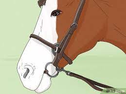 Check spelling or type a new query. How To Lunge A Horse With Pictures Wikihow