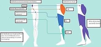 Http Www Uzgent Be Nl Home Lists Pdfs 20patienteninformatiefolders Etalagebeen Pdf