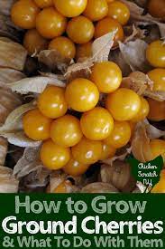 How To Grow Ground Cherries What To Do With Them