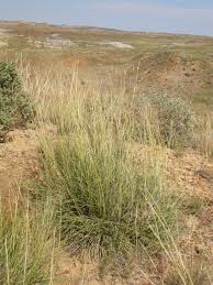 Image result for Sporobolus agrostoides