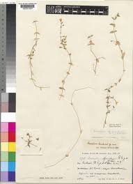 Image result for Cerastium afromontanum