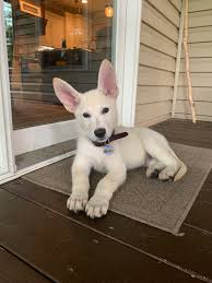 Adopt a pupy | adopting puppies | free puppies animal shelter | dog adoptions near me This Is My New Puppy His Ears Are Big I M Sure He Ll Grow Into Them Eventually Aww