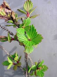 Image result for Myrothamnus flabellifolius