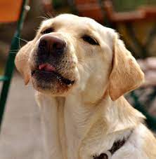 How To Protect Your Dog Or Cat Mr Mister Mosquito Control