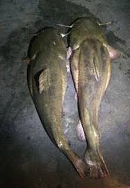 Flathead Catfish Wikipedia