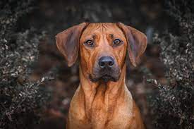 Meet this active and playful breed! Ridgeback Boerboel Mix Off 55 Www Usushimd Com