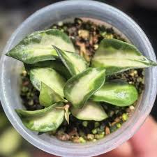 Image result for Begonia lacunosa