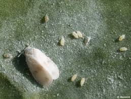 Rote maden in der wohnung. Weisse Fliegen Kohlfliegen Oder Mottenschildlause Bekampfen