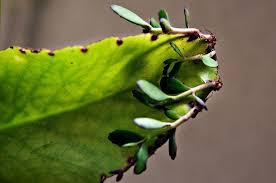 Kalanchoe Pinnata Miracle Leaf Plant Life Love Plant Bryophyllum Pinnatum Free Shipping Plants Plant Life Plant Leaves