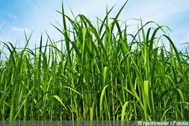 (poaceae), a hybrid of miscanthus sinensis and m. Elefantengras Miscanthus X Giganteus Pflege Der Heiz Alternative Gartendialog De