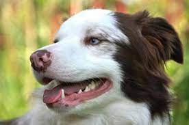 Anche da questo punto di vista, i cani non sono tutti uguali e rispondono in modo diverso ai premi. Depigmentazione Del Naso Del Cane Di Cosa Si Tratta