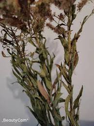 1 decoración con plantas sobre mesas o soportes. 3pcs Puras Y Naturales Plantas Secas Del Arbol De Navidad De La Forma De Las Plantas Monton Decoracion De Flores Secas Real Natural Christams Flor En Oferta Top Apinature Es