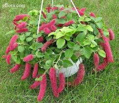 Image result for Acalypha manniana