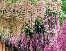 蘭得一見｜超夢幻石斛蘭花海瀑布隧道台版小嵐山竹林步道．阿里山頂湖步道聽見山林步道的聲音．嘉義觀止一泊二食二日| 吉航旅行社