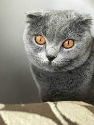 sidefinkedisi cat kedi gri greycat cute cutecat catt grikedi hayvanlar evcil hayvanlar kedi