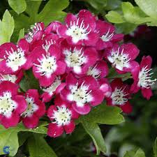 We did not find results for: Crataegus Laevigata Crimson Cloud Enkeltblomstret Rodtjorn