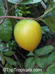 The leaves are oblong to elliptic in shape and measures 10 to 25 cm by 40 to 55 mm broadest width. Pouteria Caimito Abiu Abu Caimito Toptropicals Com