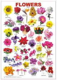 flower chart with its beautiful colourful pictures