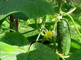 Check spelling or type a new query. How To Plant Grow And Harvest Cucumbers