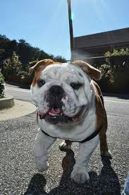 Tank 5 Years Ago Bulldog Puppies Animals Friends Cute Animals