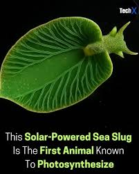 Image result for Elymandra lithophila