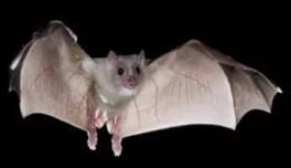 Are There Bats at Bong?