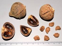 Image result for Sarcophrynium brachystachyum