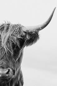 Black And White Cow Framed Pictures Black And White Highland Cow Print Scottish Coo Shaggy Cow Etsy In 2020 Highland Cow Print Cow Art Highland Cow Art
