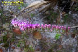 Image result for Lessertia pauciflora