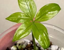 Image result for Amorphophallus goetzei