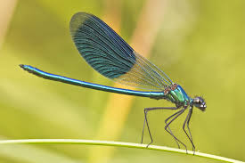 the difference between dragonflies and damselflies