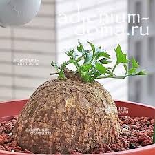 Image result for Trochomeria macrocarpa