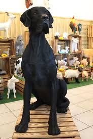 Deutsche Dogge Schwarz Xl In 2020 Labrador Haustiere Deutsche Dogge