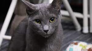 It is not a toy and should not be poked, squeezed nor chased. Russian Blue Kittens Your Complete Guide The Dog People By Rover Com