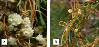 Image result for Cuscuta abyssinica