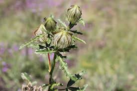 Image result for Hibiscus tridactylites