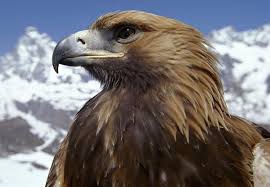 Find calories, carbs, and nutritional contents for burung helang and over 2,000,000 other foods at myfitnesspal. Burung Buku Merah Rusia Penerbangan Harapan