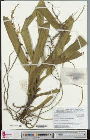 Image result for Cyrtorchis neglecta