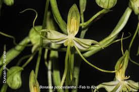 Image result for Bonatea antennifera