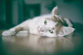 Pin the base piece around the bottom of the cat bed, with right sides together. 154 Cat Daydreaming Photos Free Royalty Free Stock Photos From Dreamstime