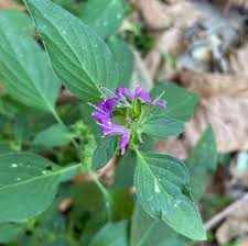 Image result for Dicliptera