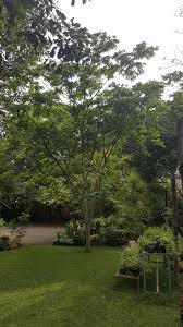 Image result for Feretia aeruginescens