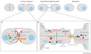 The difference between the process in plants and animals arises from this stage itself. Membrane Traffic In The Late Steps Of Cytokinesis Sciencedirect