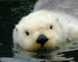White Otter By Steve Mckinzie Cute Animals Animals Cute Baby Animals