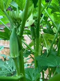 How to plant my little garden. My Little Garden Escential Living Sarah Claburn