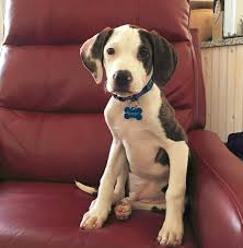 Should a chihuahua mix take after their chi parent, they will be a small, playful dog that is devoted to their families. Boxer Hound Mix Boxer Dog Info And Health Tips