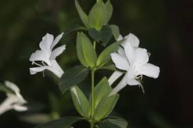 Image result for Barleria