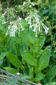 Image result for Nicotiana